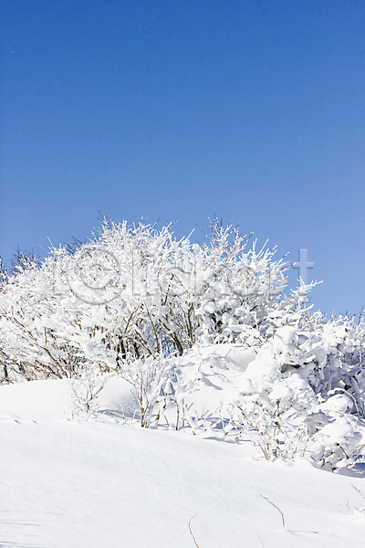 사람없음 JPG 포토 겨울 계절 나무 눈길 눈꽃 덕유산 상고대 야외 자연 전라북도 주간 풍경(경치)