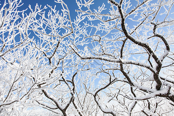 사람없음 JPG 포토 겨울 계절 나무 나뭇가지 눈꽃 덕유산 배경화면 상고대 야외 자연 전라북도 주간 풍경(경치)