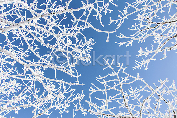 사람없음 JPG 포토 겨울 계절 나무 나뭇가지 눈꽃 덕유산 상고대 야외 자연 전라북도 주간 풍경(경치)