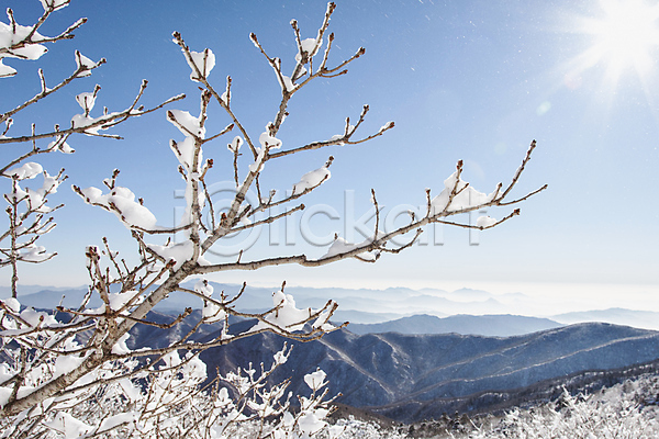 사람없음 JPG 포토 겨울 계절 나무 나뭇가지 눈꽃 덕유산 반사 상고대 야외 자연 전라북도 주간 풍경(경치) 햇빛