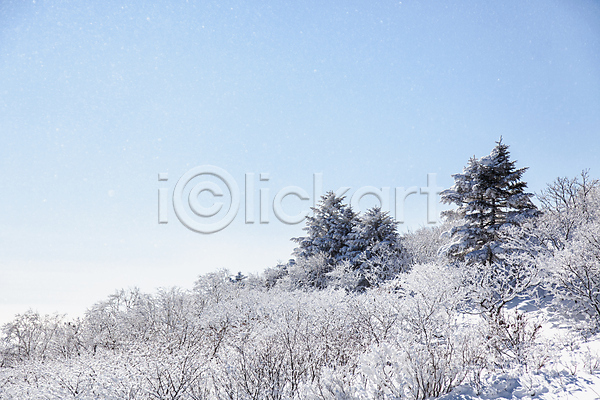 사람없음 JPG 포토 겨울 계절 나무 눈꽃 덕유산 상고대 야외 자연 전라북도 주간 풍경(경치)