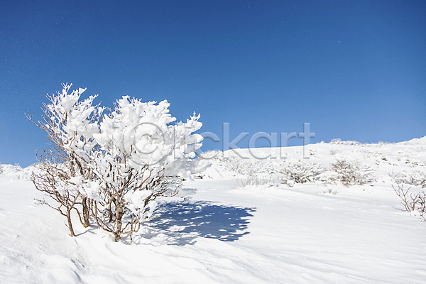 사람없음 JPG 포토 겨울 계절 나무 덕유산 상고대 야외 자연 전라북도 주간 풍경(경치)