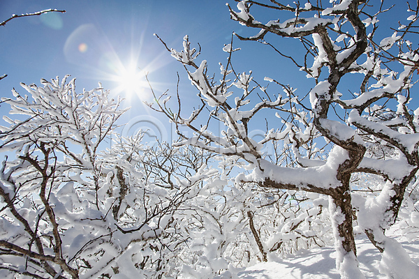 사람없음 JPG 포토 겨울 계절 나무 나뭇가지 눈꽃 덕유산 반사 상고대 야외 자연 전라북도 주간 태양 풍경(경치)