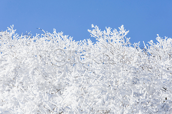 사람없음 JPG 포토 겨울 계절 나무 눈꽃 덕유산 상고대 야외 자연 전라북도 주간 풍경(경치)