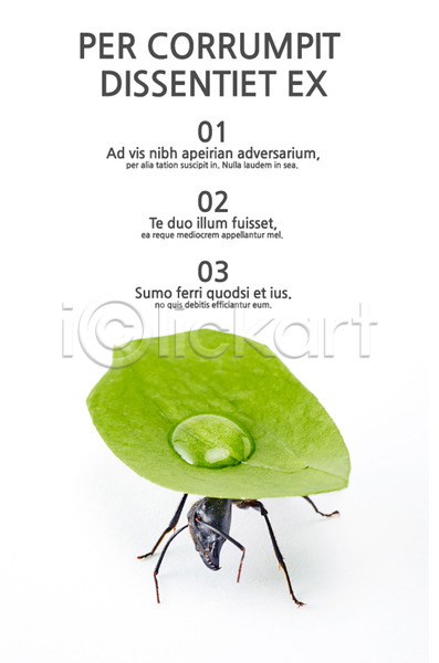 사람없음 AI(파일형식) 문서템플릿 템플릿 개미 곤충 나뭇잎 내지 레이아웃 목차 문서 물방울 서식 제안서 텍스트 프레젠테이션