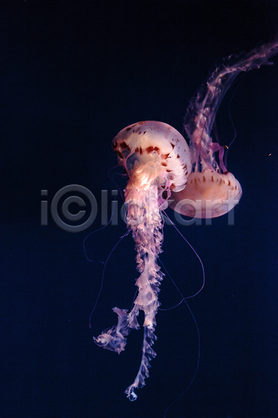 사람없음 JPG 포토 해외이미지 두마리 바닷속 보라색 수중동물 자포동물 해외202004 해파리
