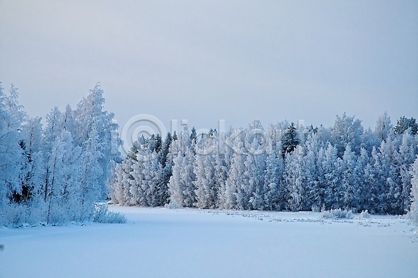 사람없음 JPG 포토 해외이미지 겨울 나무 반투명 서리 얼음 파란색 해외202004 호수 흰색
