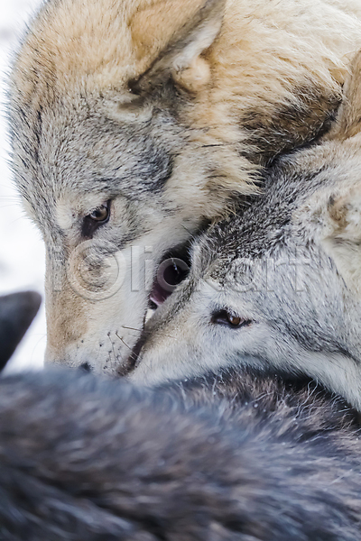 사람없음 JPG 근접촬영 포토 해외이미지 늑대 두마리 야생동물 야외 주간 해외202004