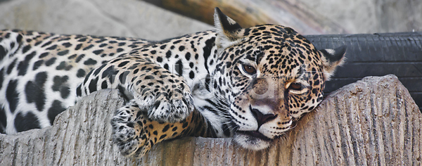 위험 남자 사람없음 JPG 포토 해외이미지 고양이 공격 노란색 노려봄 동물 동물원 멸종 브라질 사냥 사냥꾼 속도 야생동물 야외 얼굴 육식동물 응시 자연 재규어 점 컬러풀 큼 털 포유류 표범 해외202004 해외포토 황금