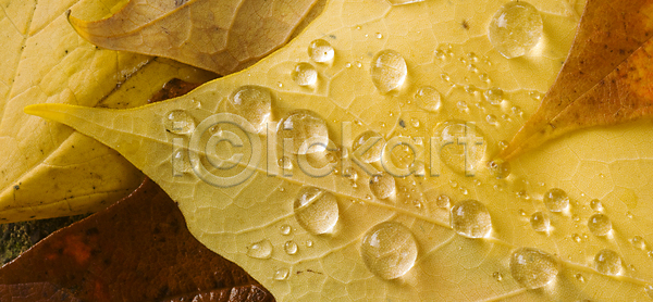 사람없음 JPG 포토 해외이미지 가을(계절) 노란색 땅바닥 물 물방울 반사 부활 빛 수분 잎 자연 질감 해외202004 황금