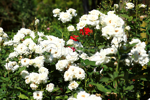 사람없음 JPG 포토 해외이미지 가로 공원 꽃 꽃잎 밭 벚꽃 봄 스페인 식물 야외 여름(계절) 유럽 자연 장미 장식 정원 초록색 파란색 하늘 해외202004 흰배경