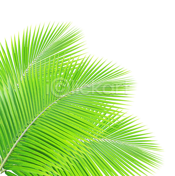 성장 사람없음 JPG 포토 해외이미지 고립 곡선 나무 나뭇가지 내추럴 백그라운드 부분 손바닥 숲 식물 여름(계절) 잎 자연 줄기 초록색 코코넛 패턴 해외202004 흰색