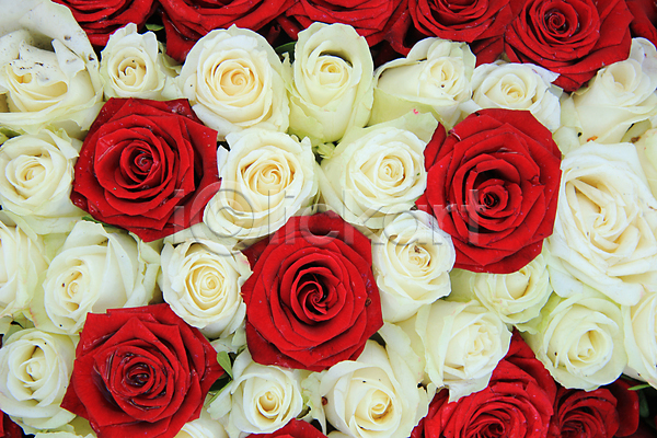 사랑 사람없음 JPG 포토 해외이미지 결혼 결혼식 그룹 꽃 꽃다발 꽃잎 꽃집 묘사 배열 백그라운드 빨간색 식물 자연 장미 장식 초록색 컨셉 해외202004 흰색