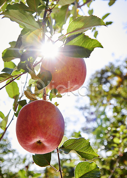 사람없음 JPG 아웃포커스 포토 과일 나무 백그라운드 빨간색 사과(과일) 사과나무 야외 여러개 주간 컬러 햇빛