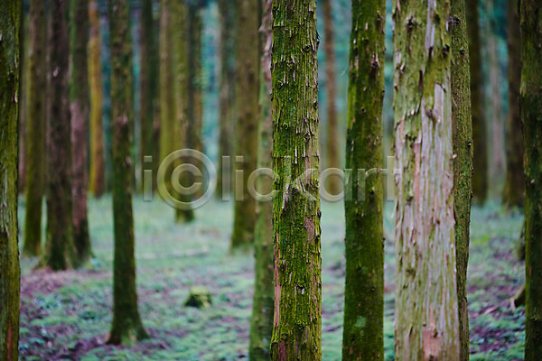 사람없음 JPG 포토 나무 삼나무 숲 야외 자연 제주도 주간 풍경(경치) 한국 휴양림