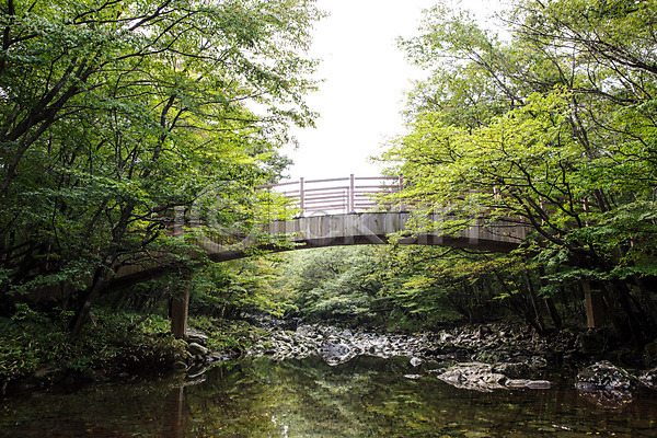 사람없음 JPG 포토 계곡 나무 다리(건축물) 숲 숲길 야외 자연 제주도 주간 풍경(경치) 한국