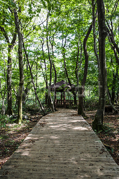 사람없음 JPG 포토 나무 숲 숲길 야외 자연 정자(건축물) 제주도 주간 풍경(경치) 한국