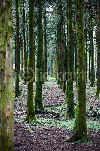 사람없음 JPG 포토 나무 삼나무 숲 숲길 식물 야외 자연 제주도 주간 풍경(경치) 한국 휴양림