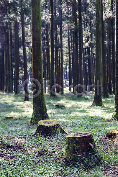사람없음 JPG 포토 삼나무 숲 숲길 식물 야외 자연 제주도 주간 풍경(경치) 한국 휴양림