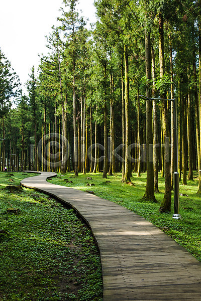 사람없음 JPG 포토 나무 삼나무 숲 숲길 식물 야외 자연 제주도 주간 풍경(경치) 한국