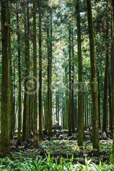 사람없음 JPG 포토 나무 삼나무 숲 식물 야외 자연 제주도 주간 풀(식물) 풍경(경치) 한국 휴양림