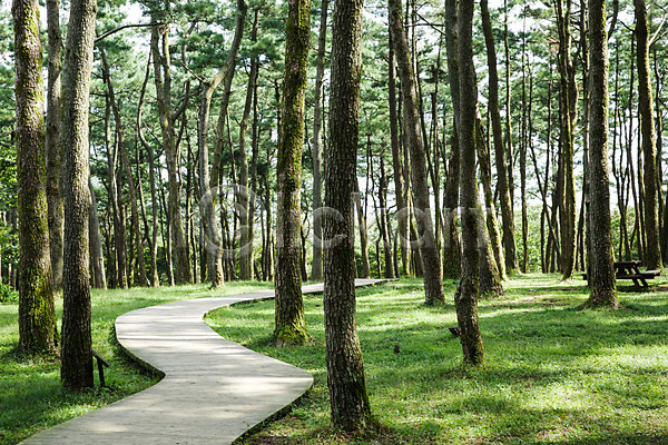 사람없음 JPG 포토 나무 삼나무 숲 숲길 식물 야외 자연 제주도 주간 풍경(경치) 한국 휴양림