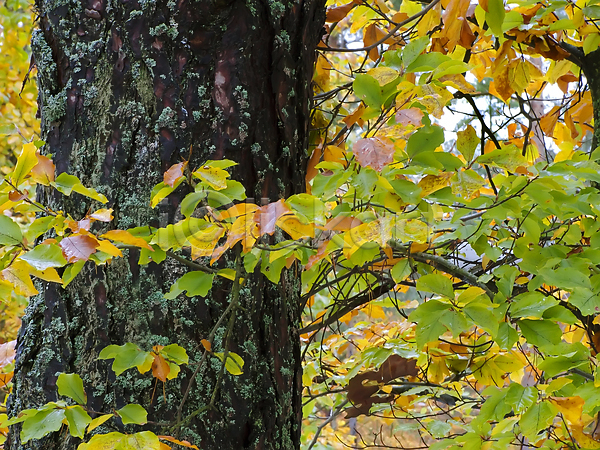 사람없음 JPG 포토 해외이미지 가을(계절) 나무 나무껍질 나뭇가지 노란색 빨간색 숲 자연 초록색 컬러풀 편지 해외202004