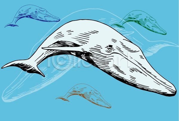 사람없음 EPS 일러스트 해외이미지 고래 라인아트 여러마리 파란색 해외202004