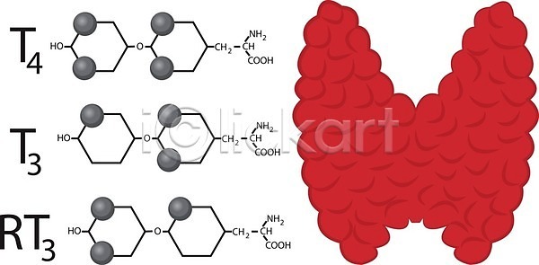 계획 사람 여자 EPS 일러스트 해외이미지 건강 돌봄 목 시스템 신체 연결 오르간 질병 큼 해부 해외202004 해외일러스트