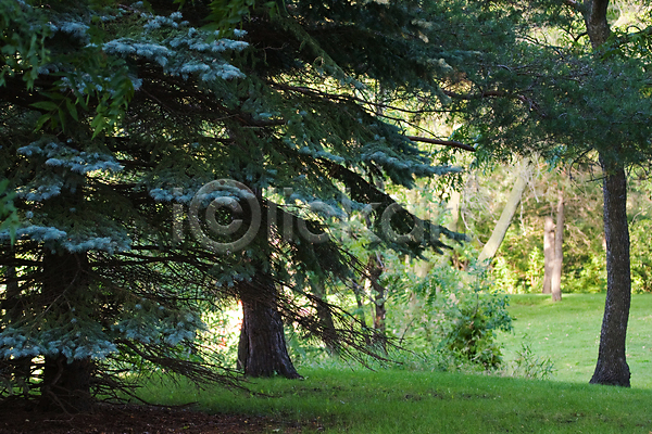 성장 사람없음 JPG 포토 해외이미지 나무 나뭇가지 내추럴 목재 소나무 숲 식물 야외 여름(계절) 유기농 잎 자연 줄기 초록색 해외202004 환경
