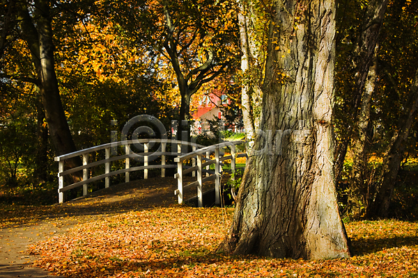 사람없음 JPG 포토 해외이미지 10월 11월 가을(계절) 갈색 계절 공원 나무 노란색 빨간색 오렌지 잎 자연 초록색 해외202004 햇빛 황금 흰색