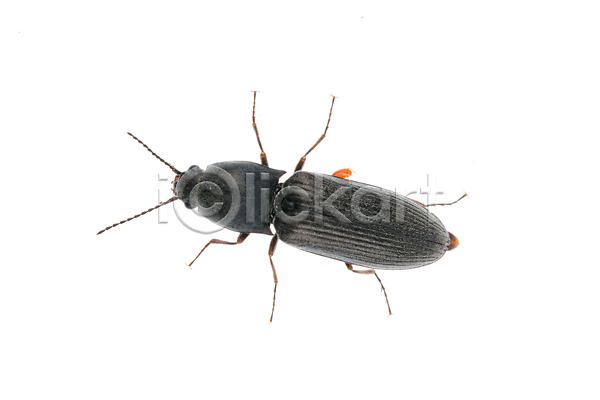 사람없음 JPG 포토 해외이미지 1 검은색 고립 곤충 닫기 동물 딱정벌레 묘사 백그라운드 벌레 싱글 자연 해외202004 흰색
