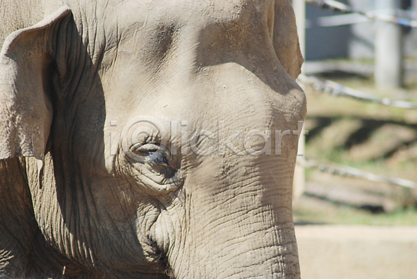 남자 동양인 사람없음 JPG 포토 해외이미지 귀 눈(신체부위) 닫기 동물 동물원 머리 묘사 사파리 야생동물 얼굴 응시 자연 코끼리 큼 포유류 피부 해외202004