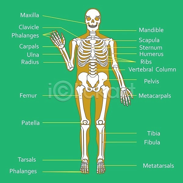 남자 사람 EPS 아이콘 일러스트 해외이미지 갈비뼈 건강 골격 과학 교육 궤 그래픽 뼈 생물학 서기 손 손가락 손목 시스템 신체 약 양발 죽음 척추 턱 해골모형 해부 해외202004 흉부
