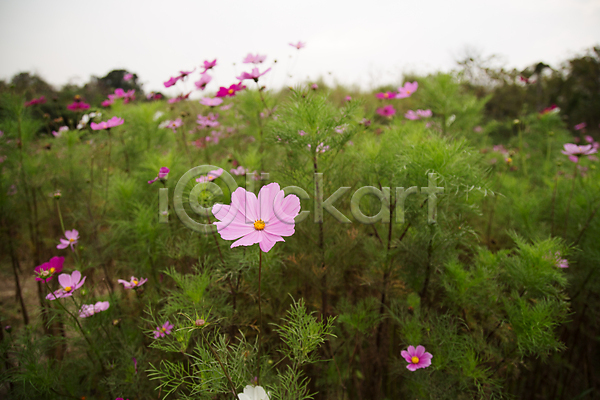 사람없음 JPG 포토 해외이미지 개화 꽃 많음 밭 보라색 봄 분홍색 시골 식물 자연 정원 초록색 컬러풀 코스모스(꽃) 파란색 해외202004 환경 흰색