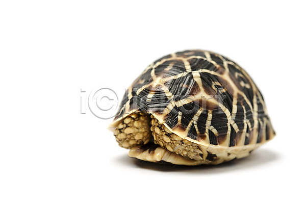 사람없음 JPG 포토 거북이 동물 백그라운드 숨기 스튜디오촬영 실내 육지거북 파충류 한마리 흰배경