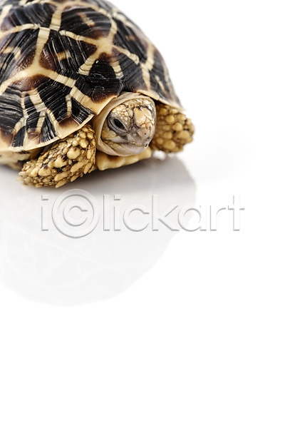 사람없음 JPG 포토 거북이 동물 백그라운드 스튜디오촬영 실내 육지거북 파충류 한마리 흰배경