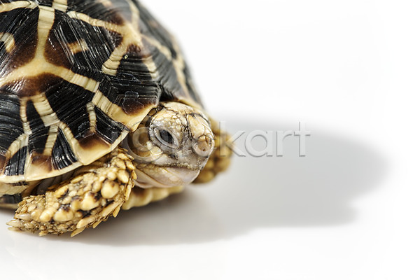 사람없음 JPG 근접촬영 포토 거북이 동물 백그라운드 스튜디오촬영 실내 육지거북 파충류 한마리 흰배경