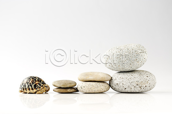 사람없음 JPG 포토 거북이 돌(바위) 동물 배경화면 백그라운드 스튜디오촬영 실내 쌓기 육지거북 조약돌 파충류 한마리 흰배경