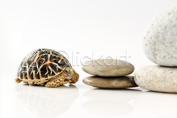 사람없음 JPG 포토 거북이 돌(바위) 동물 백그라운드 스튜디오촬영 실내 쌓기 육지거북 조약돌 파충류 한마리 흰배경