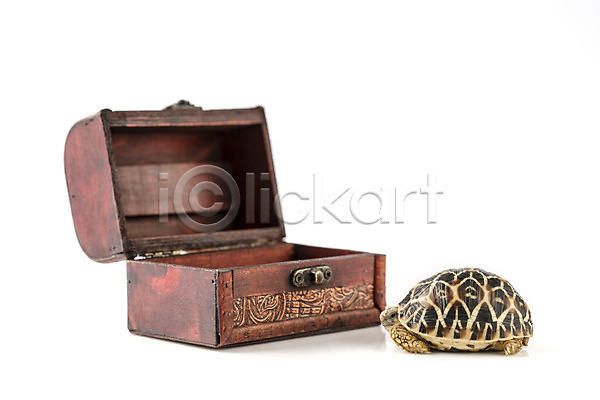 사람없음 JPG 포토 거북이 동물 백그라운드 보물상자 상자 스튜디오촬영 실내 육지거북 파충류 한마리 흰배경