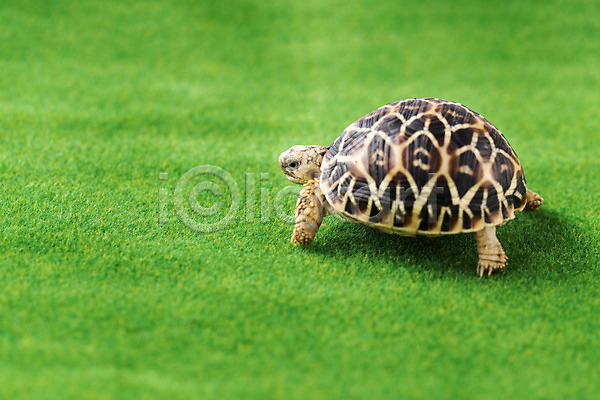 사람없음 JPG 포토 거북이 동물 백그라운드 스튜디오촬영 실내 육지거북 잔디 파충류 한마리