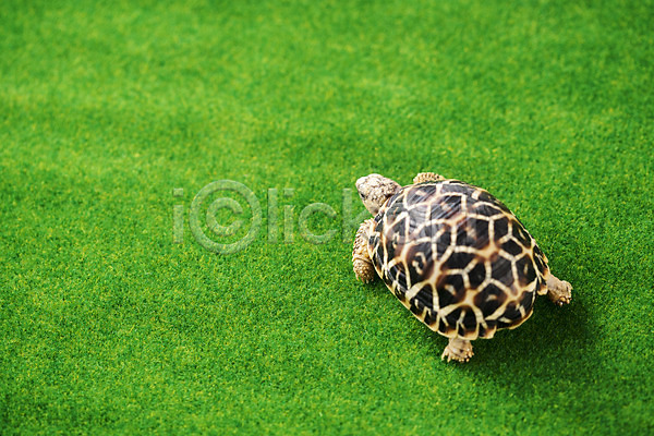 사람없음 JPG 포토 하이앵글 거북이 동물 백그라운드 스튜디오촬영 실내 육지거북 잔디 파충류 한마리