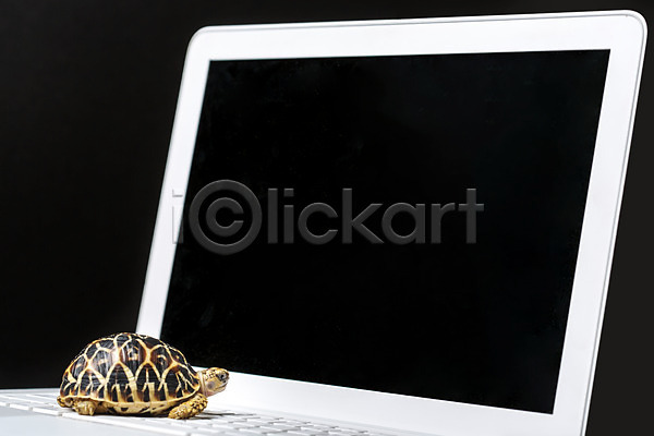 사람없음 JPG 포토 거북이 노트북 동물 백그라운드 스튜디오촬영 실내 육지거북 키보드 파충류 한마리