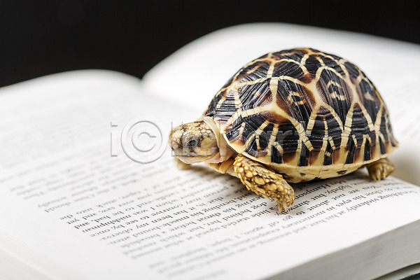 사람없음 JPG 아웃포커스 포토 거북이 동물 배경화면 백그라운드 스튜디오촬영 실내 육지거북 책 파충류 한마리