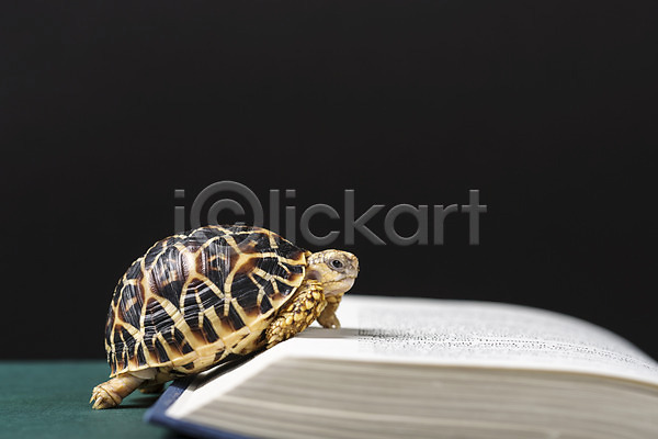 사람없음 JPG 아웃포커스 포토 거북이 동물 백그라운드 스튜디오촬영 실내 육지거북 책 파충류 한마리