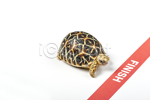 사람없음 JPG 포토 거북이 결승선 동물 백그라운드 스튜디오촬영 실내 육지거북 파충류 한마리 흰배경