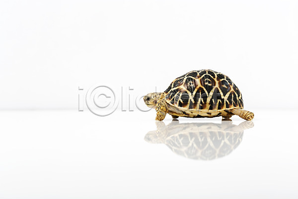 사람없음 JPG 옆모습 포토 거북이 동물 반사 백그라운드 스튜디오촬영 실내 육지거북 파충류 한마리 흰배경