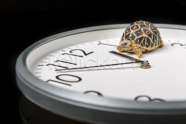 사람없음 JPG 아웃포커스 포토 거북이 동물 백그라운드 벽시계 스튜디오촬영 시계 시곗바늘 실내 육지거북 파충류 한마리