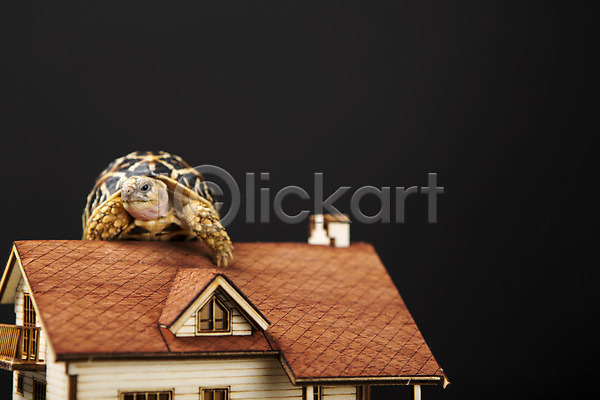 사람없음 JPG 아웃포커스 포토 거북이 동물 백그라운드 부동산 스튜디오촬영 실내 육지거북 주택 지붕 파충류 한마리